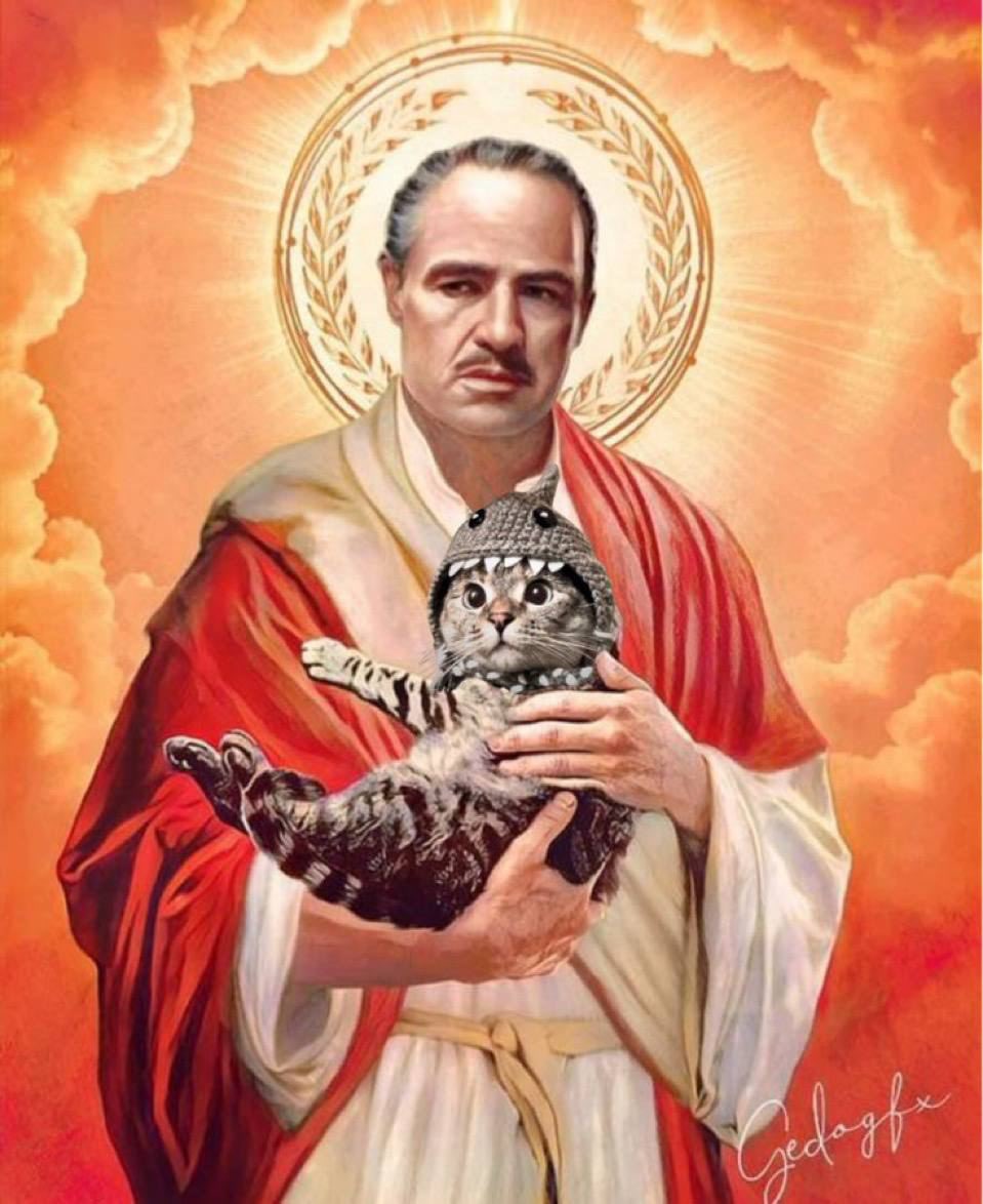 Shark Cat 🦈🐱 tweet media