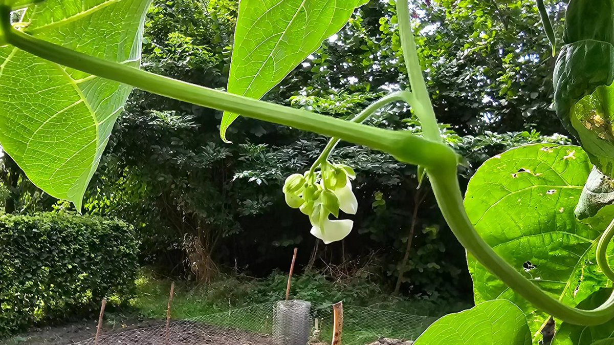 DuylsBos's tweet photo. Ondanks de aanhoudende oorlog met slakken zijn er bonenplanten opgekomen. De #bonen werden in de grond al aangevreten ๐คจ maar nu bloeien er 3 planten. Zie je dat wij ouderwetse bonenstaken gebruiken en strooitouwkes?
#ouderwets #slakkenplaag #bonenstaak #indemoestuin #augustus https://t.co/h0qJHoLuI8