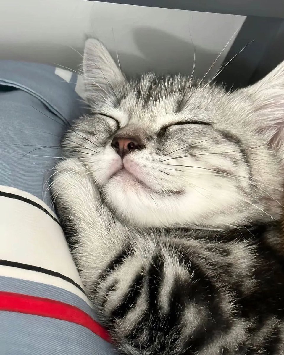 NoCatsNoLife_m's tweet photo. https://t.co/IJ1zAX6yDV