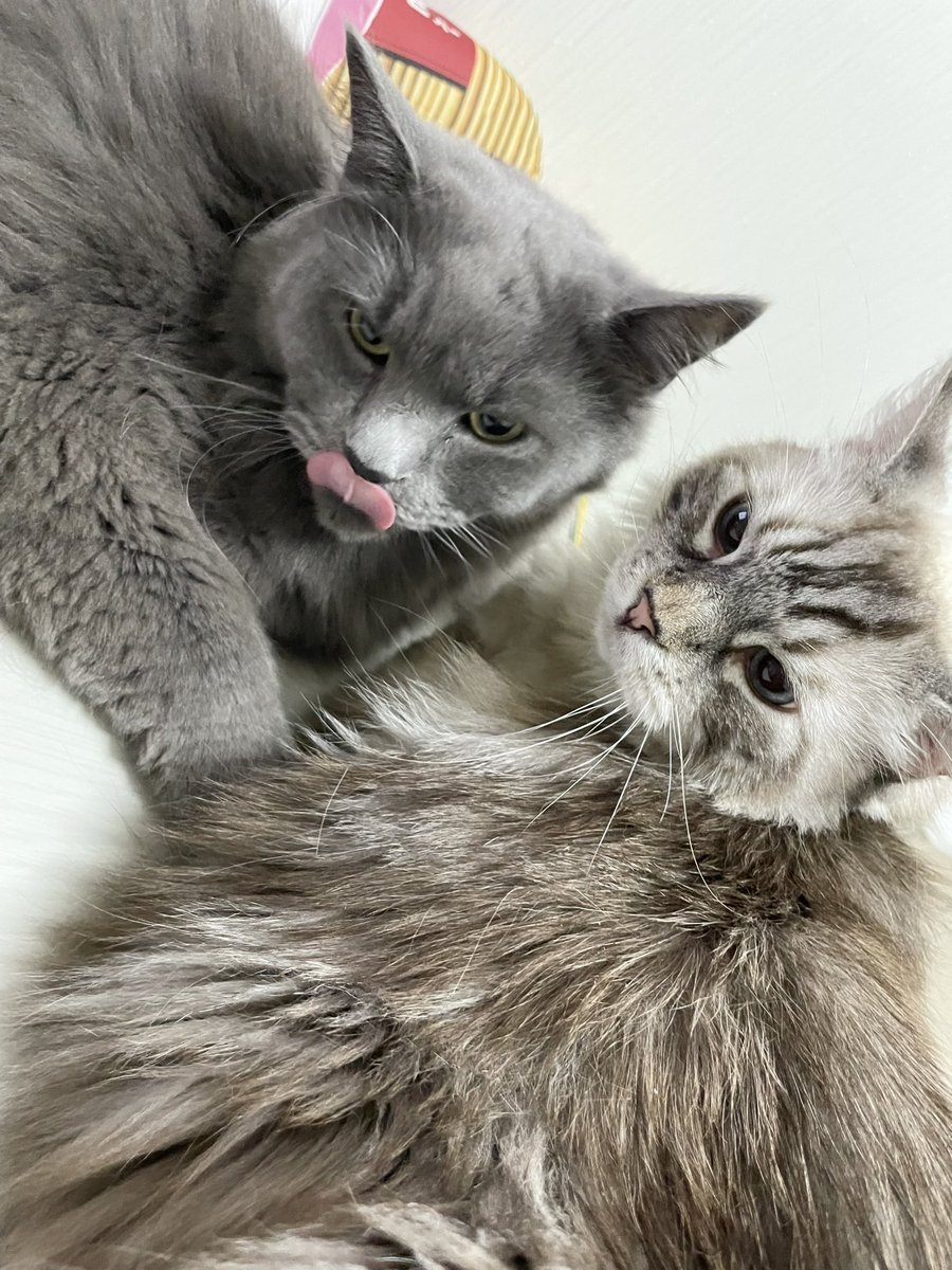 舐めあいっこ🐱🐈‍⬛

#猫のいる暮らし #猫のいる幸せ 
#スコティッシュ×#ノルウェージャン 
#サイベリアン