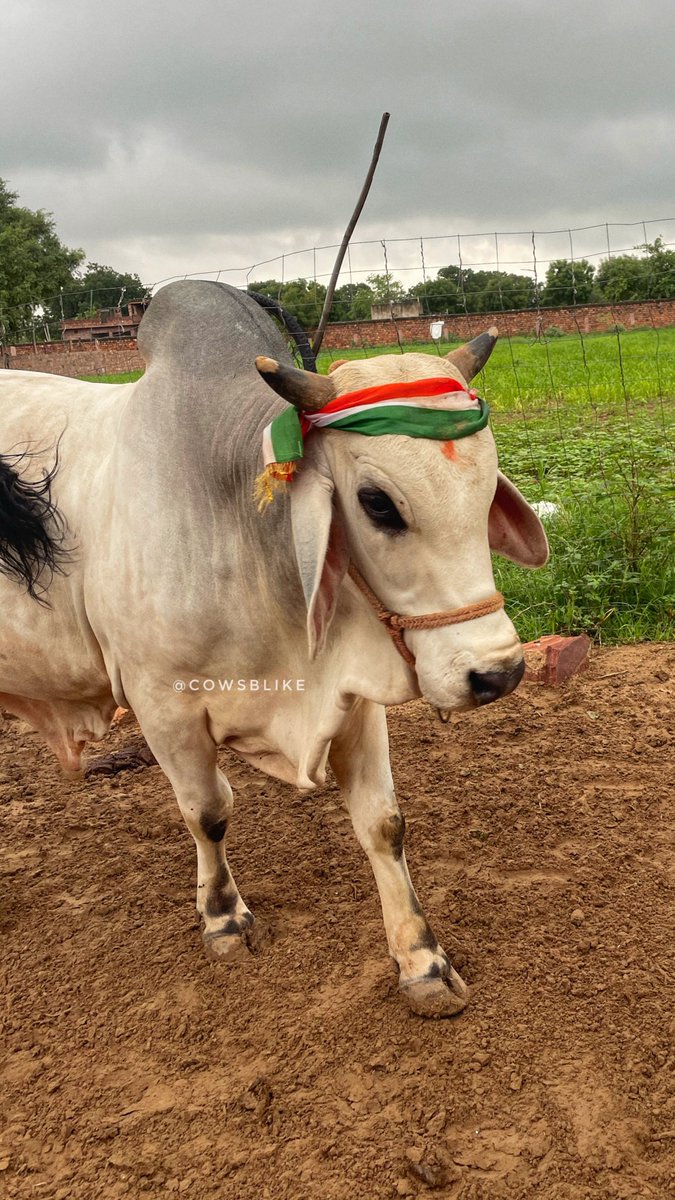 Meet our bull 🔥 Prithu Maharaj