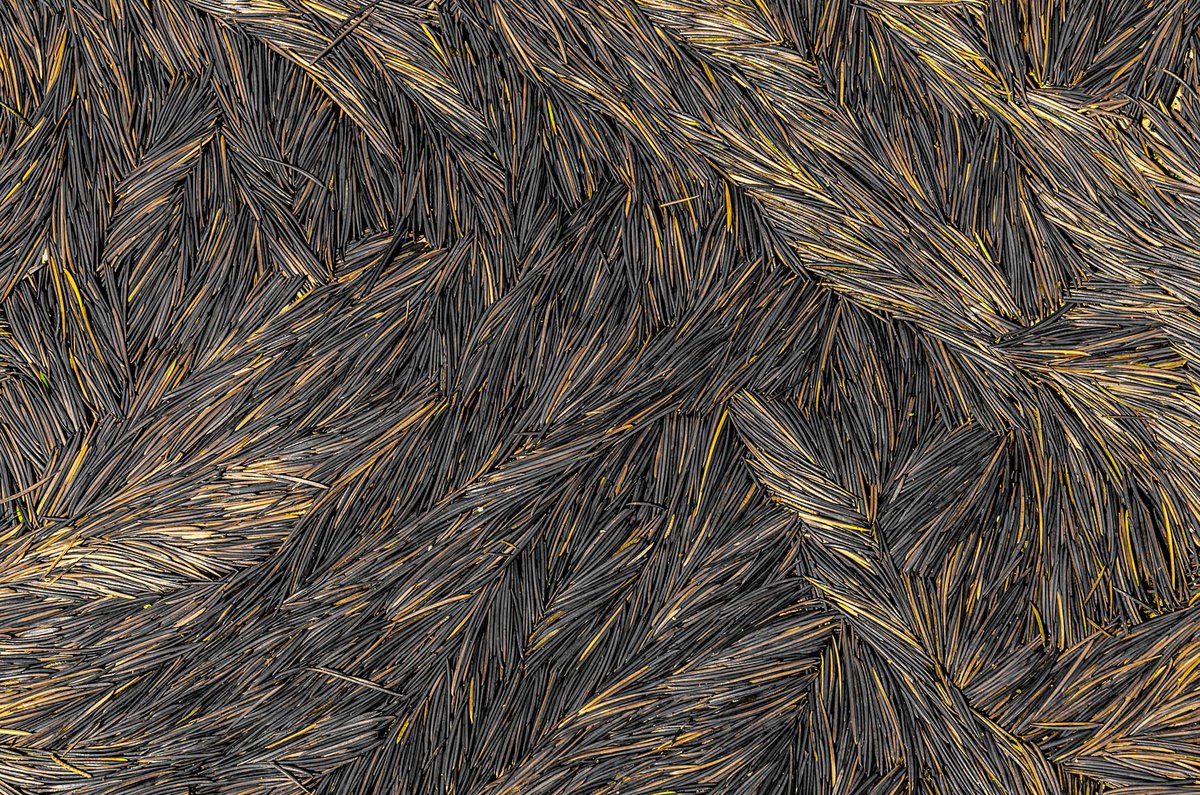matteod77147188's tweet image. Water draws with Lebanese cedar needles
#NaturePhotography #AbstractArt #PatternDesign #NaturalTextures #NatureDetails #NaturePatterns #TextureArt #ArtOfNature #DesignInNature #OrganicDesign #VisualPoetry
