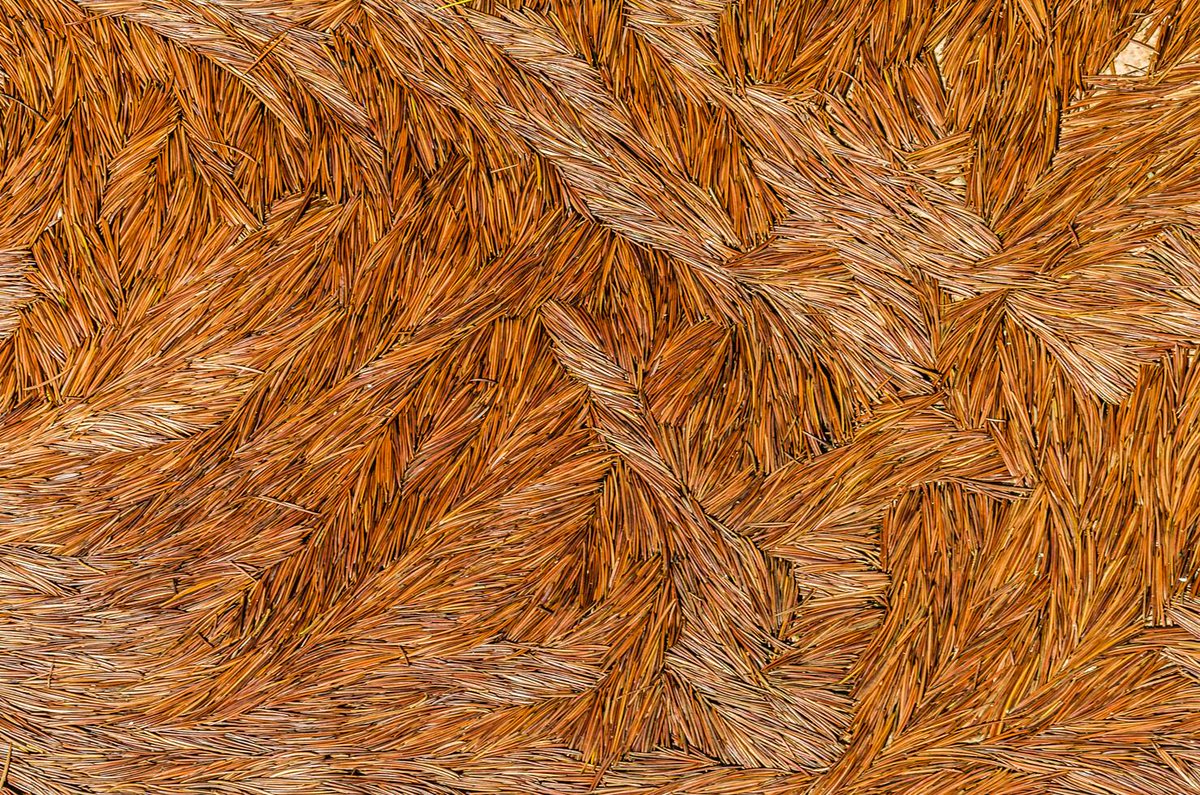 matteod77147188's tweet image. Water draws with Lebanese cedar needles
#NaturePhotography #AbstractArt #PatternDesign #NaturalTextures #NatureDetails #NaturePatterns #TextureArt #ArtOfNature #DesignInNature #OrganicDesign #VisualPoetry