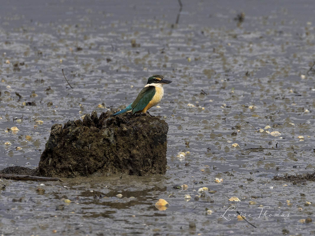 Spotted  a Sacred Kingfisher / Kōtare (Todiramphus sanctus) today, taking a  break between rain showers at Motukaraka Point, Pauatahanui. Such a  beautiful blue. Bird #50 in 2024.

#nzbirds #BirdsSeenIn2024 #NewZealand #birding #birdwatching #kingfisher #pauatahanui