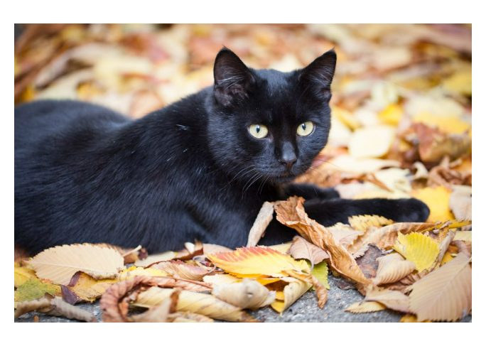 Debunking Myths About Black Cats: PDSA Vets Share Surprising Facts: The post Debunking Myths About Black Cats: PDSA Vets Share Surprising Facts appeared first on Katzenworld - Welcome to the world of cats!. 

Discover the truth about… dlvr.it/TC1hH7 via <a href="/kattavinir/">kattavinir</a>