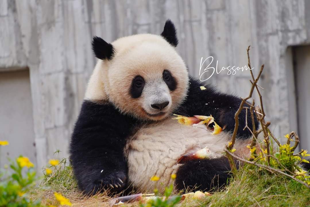 kate68_102's tweet photo. Goodbye FuRu, the cute and adorable panda girl. Have a happy life on the panda planet.
ลาก่อน ฟูรุ แพนด้าน้อยผู้น่ารักและน่ารัก  ขอให้คุณมีความสุขในชีวิตบนดาวเคราะห์แพนด้า
🪻2024.17.08 https://t.co/yTXiVcv7Vc