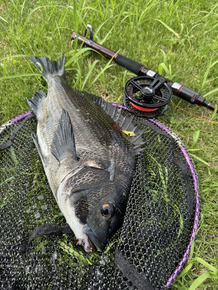 yukineefishing's tweet image. ようやくヘチ🐟
開始早々釣れた✌️

#黒鯛工房
#zerozero
#マルチアングラー
#へち釣り