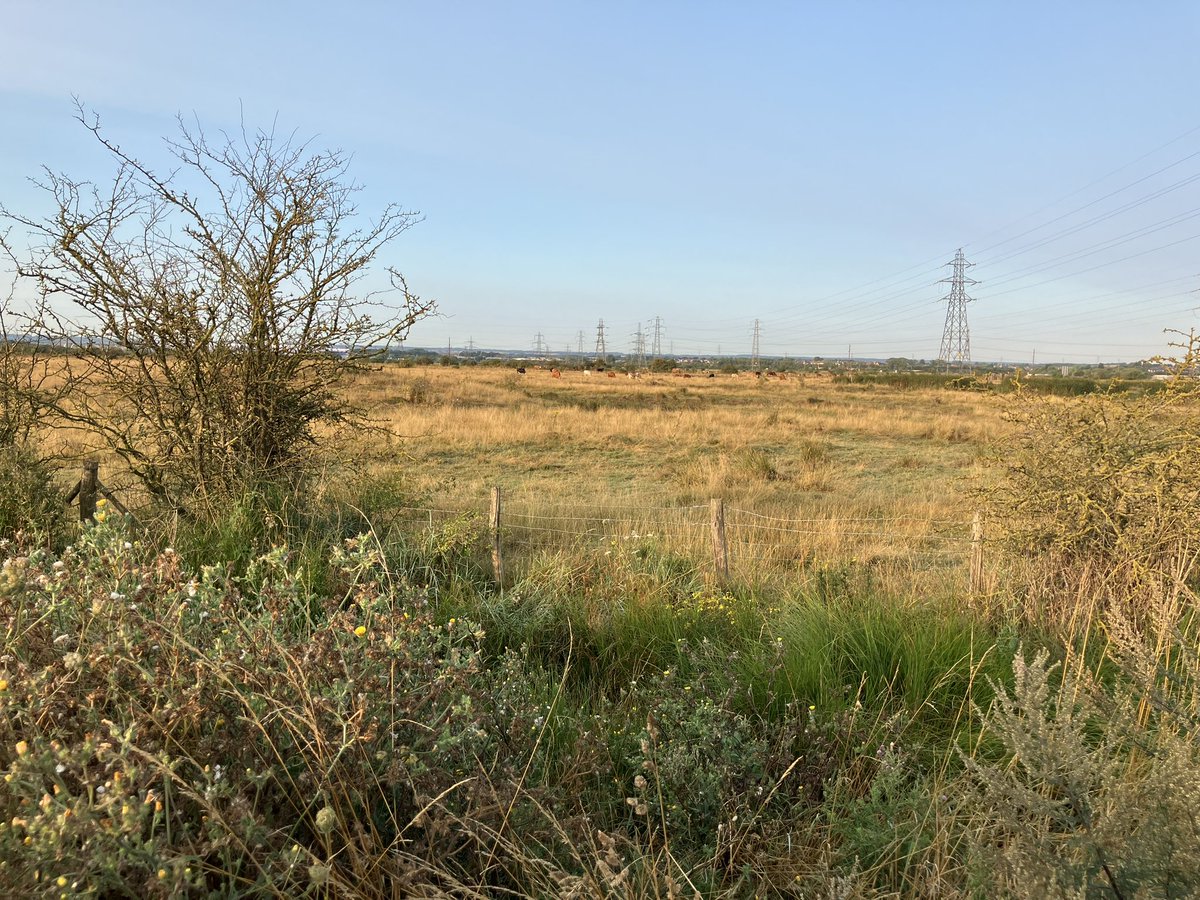 StuartGoodwin73's tweet image. An early (7am) visit to Ridham Marshes, Kemsley to see if the birds I saw last night were Cattle Egrets. Found 5 bird amongst the tall grass around the cows.  Probable Hobby flew through as I parked up. Driving home, appeared to be a flock of Egrets on the Iwade side
of the A249