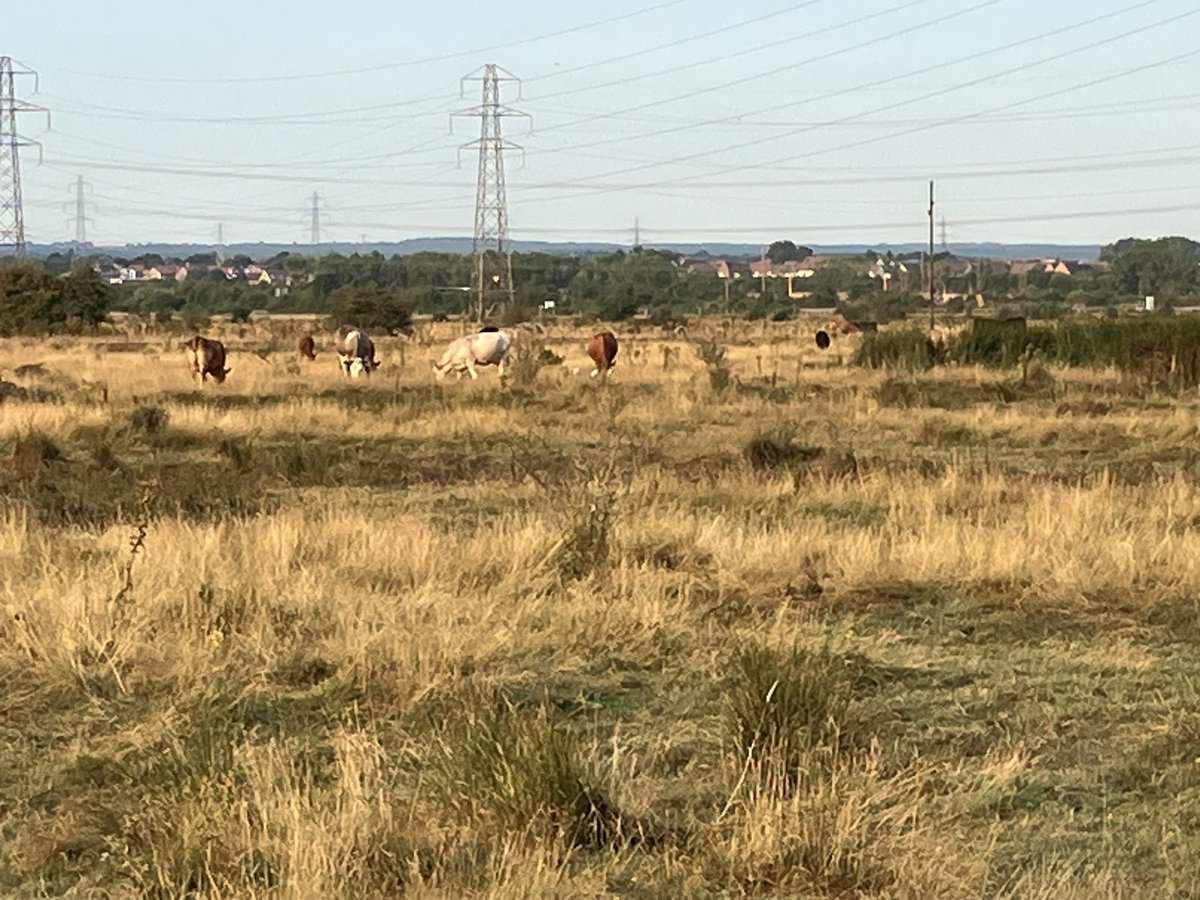 StuartGoodwin73's tweet image. An early (7am) visit to Ridham Marshes, Kemsley to see if the birds I saw last night were Cattle Egrets. Found 5 bird amongst the tall grass around the cows.  Probable Hobby flew through as I parked up. Driving home, appeared to be a flock of Egrets on the Iwade side
of the A249