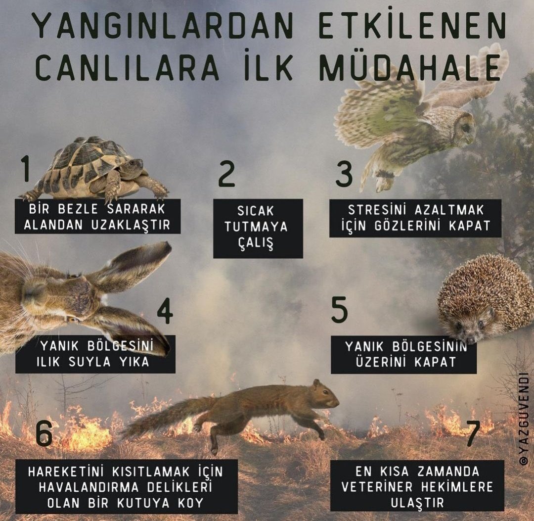 Orman yangınlarında ağaçları ve çalıları kendine yuva yapmış sayısız canımız da şok geçiriyor veya yaralanıyor. Yangından etkilenen canlara nasıl yardımcı olabiliriz? #YabanıSavun👇