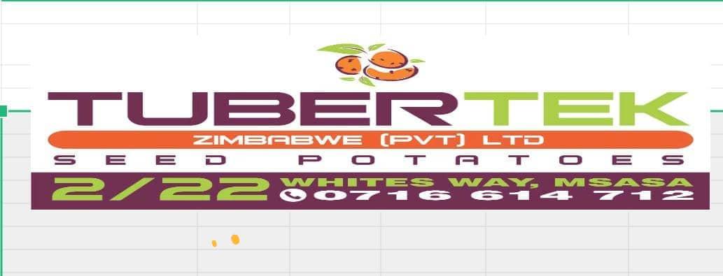 tubertek's tweet image. Sprouted certified potato seed in stock. 

Buy your seed in time.