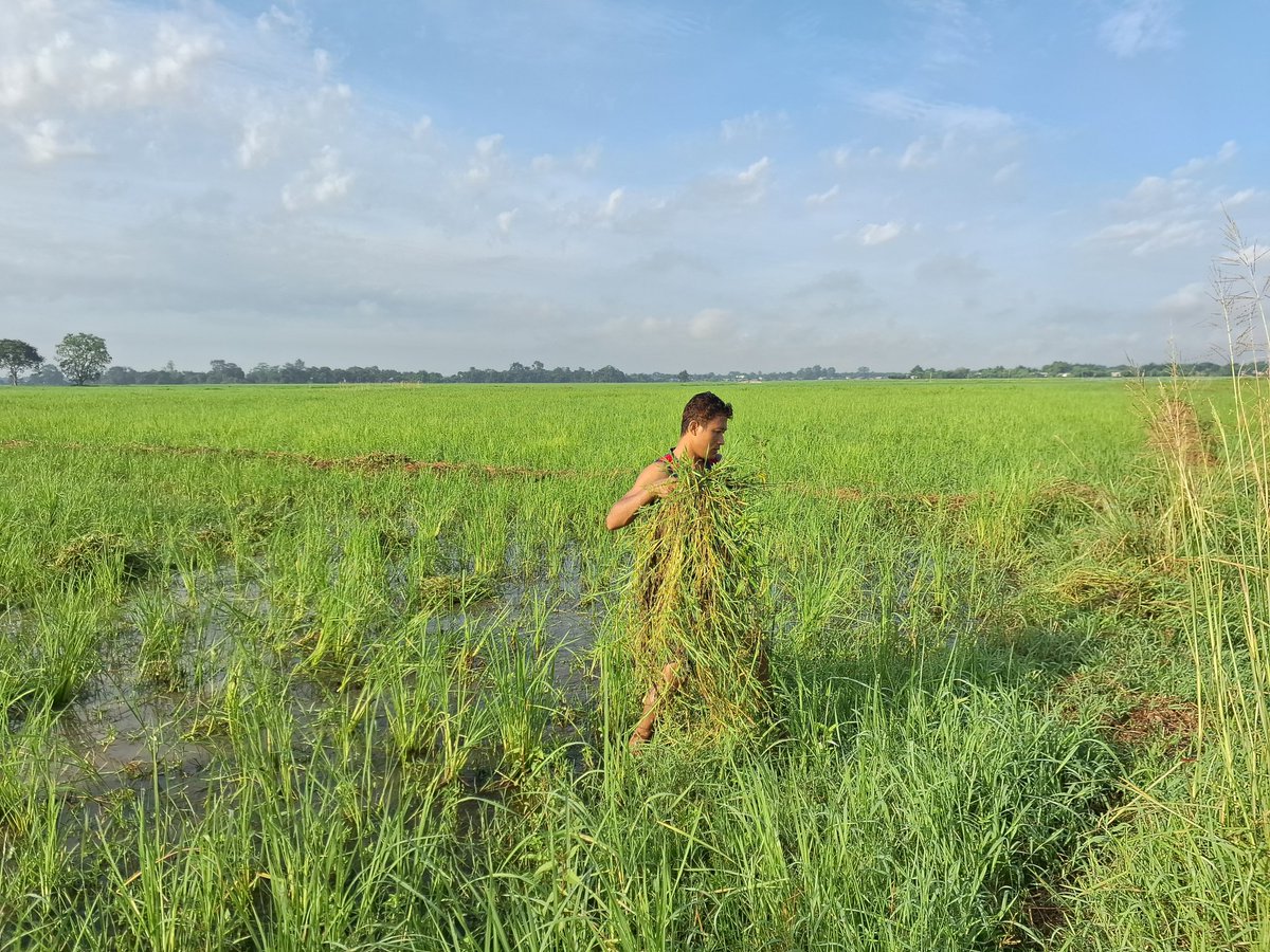 PankajPayeng's tweet photo. চাকৰি কামাংগম আৰৃগ ইলা দবপৗ
এক পৰগ মুৰকংলক গৗনাম বমনাম ৰৗবিপৗ৷

কথাতে কয়, #ধান_থাকিলেহে_মান

খেতি কৰাও এক শৰীৰ চৰ্চাৰ ভিতৰতে পৰে৷ https://t.co/17AeMxbxEG