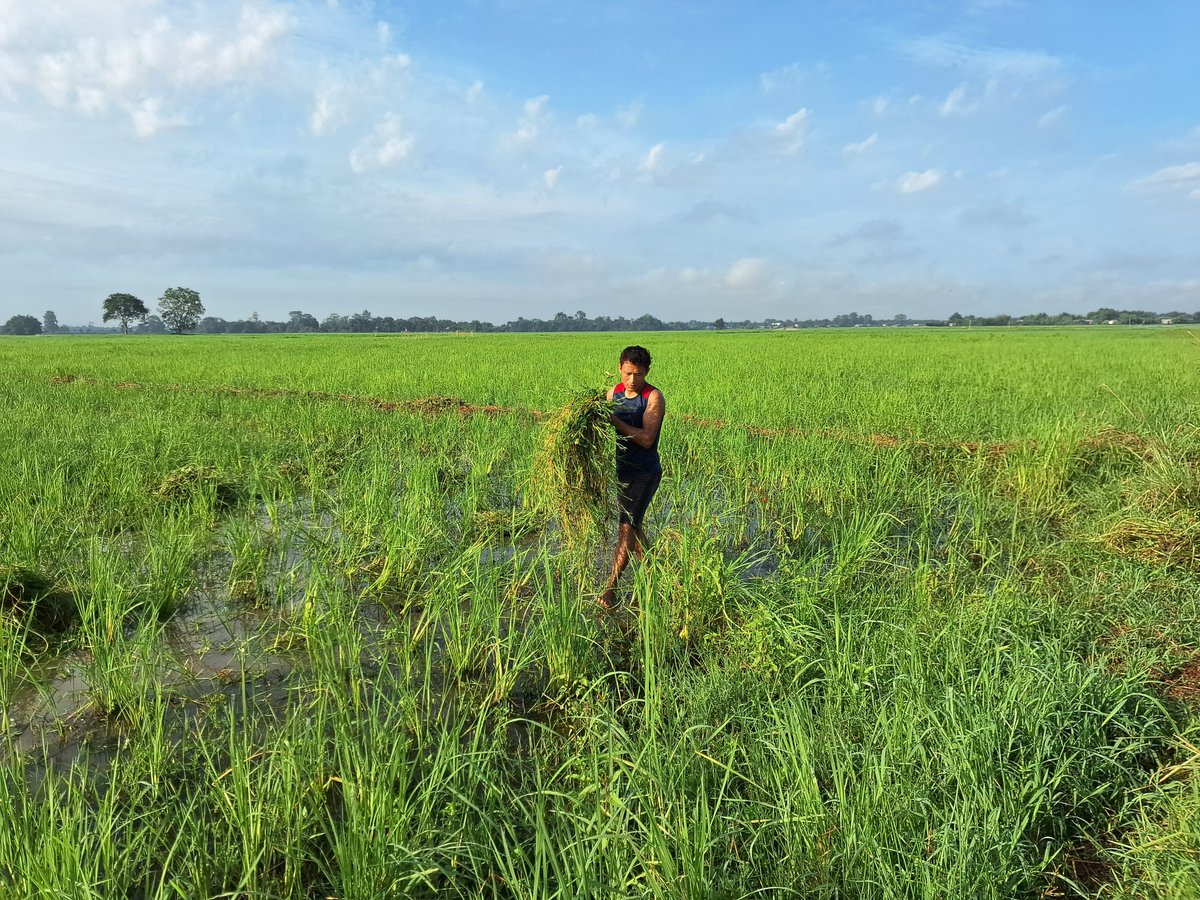 PankajPayeng's tweet photo. চাকৰি কামাংগম আৰৃগ ইলা দবপৗ
এক পৰগ মুৰকংলক গৗনাম বমনাম ৰৗবিপৗ৷

কথাতে কয়, #ধান_থাকিলেহে_মান

খেতি কৰাও এক শৰীৰ চৰ্চাৰ ভিতৰতে পৰে৷ https://t.co/17AeMxbxEG