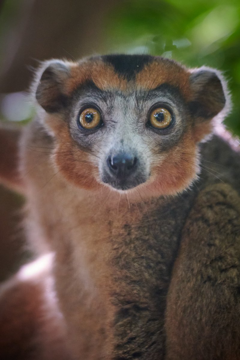bownaankamal's tweet photo. Eyes that tell the story of Madagascar's unique wildlife – Crowned Lemur 🐾👑 
.
.
#CrownedLemur #MadagascarMagic #WildlifeConservation #NaturePhotography #bownaankamal #madagascarwildlife #lemurs #Iamnikon https://t.co/RuGg14L7zp