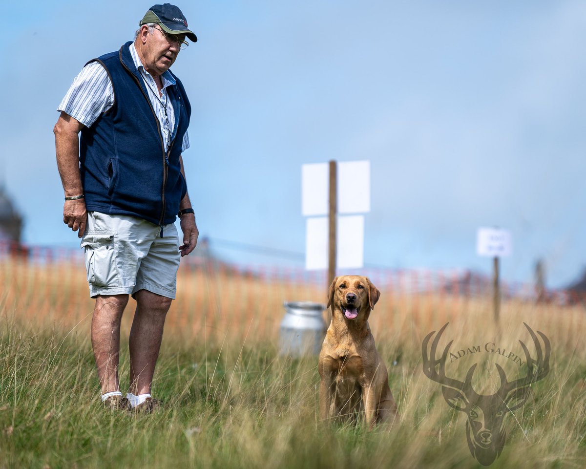 lurcherwork's tweet photo. #gundog #labrador #spaniel #workingdog #fieldtrial #scurry #gamefair #birddog #huntingdog https://t.co/a04cgIMxB6