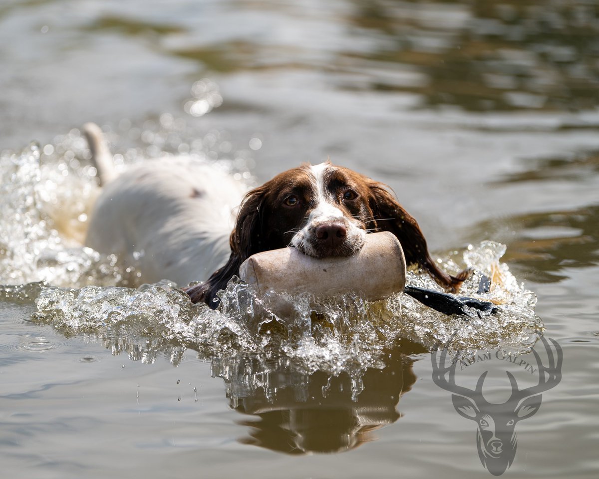 lurcherwork's tweet photo. #gundog #labrador #spaniel #workingdog #fieldtrial #scurry #gamefair #birddog #huntingdog https://t.co/Vh00qS1DGb