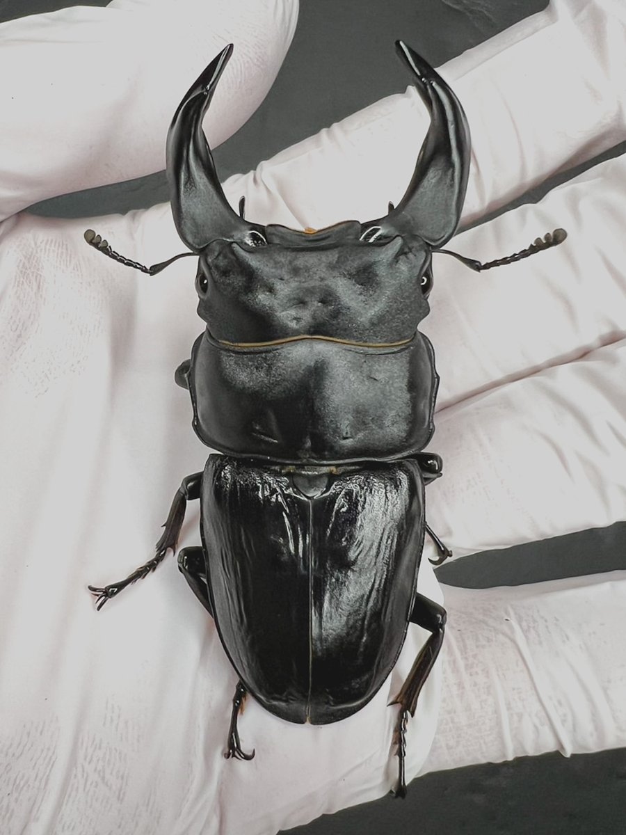 ◆セール大盛況プレ企画◆
8月15日に開幕したお盆のセール、
明日で終了ですね！

本当に大盛況です。

この間、当店のホペイをご紹介くださったり、応援のお言葉を頂いたり、熱心な飼育相談を頂いたりと、大変充実した時間を過ごしております。