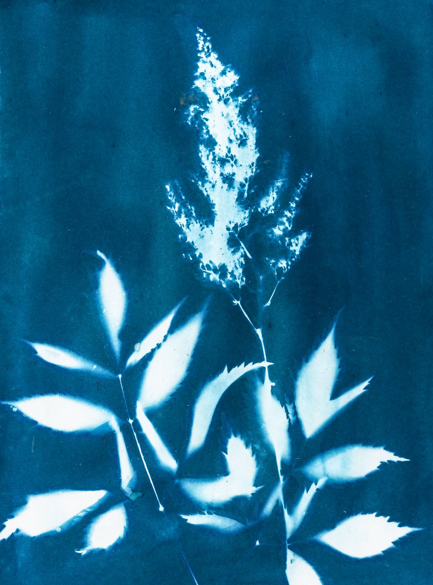 markwadd's tweet image. #cyanotype #alternativephotography #cameralessphotography