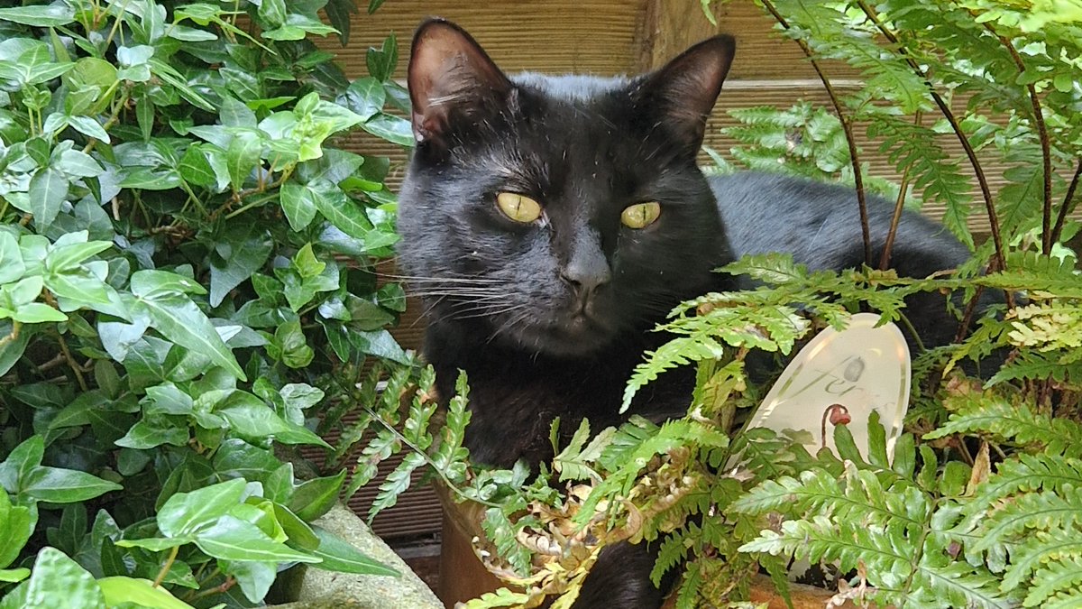 Battersea_'s tweet photo. It's #BlackCatAppreciationDay, so we just had to share some love for our wonderful black cats who are looking for homes. Meet Lucas, Hopper, Coconut and Princess Peaches. 💙

Do you have a black cat? Tell us about them in the replies! https://t.co/bIFzxs90cp