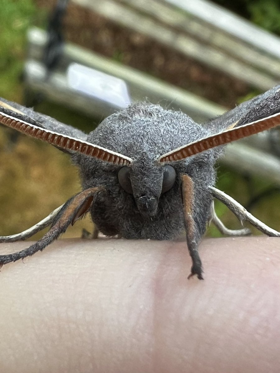 Stan Davis tweet media