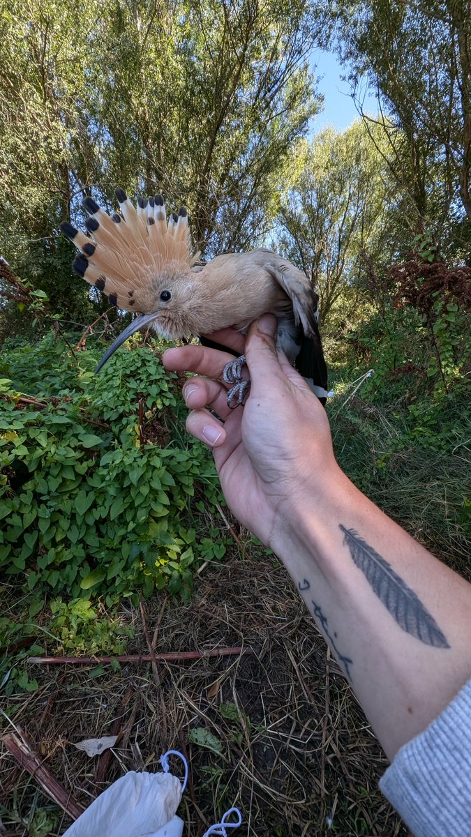 Es un gustazo poder contemplar a la abubilla (Upupa epops) de cerca gracias al anillamiento cientifico. Sus formas y colores son increíbles; con razón, en muchas civilizaciones del mundo antiguo, guardaban relación con lo sagrado o lo mítico.