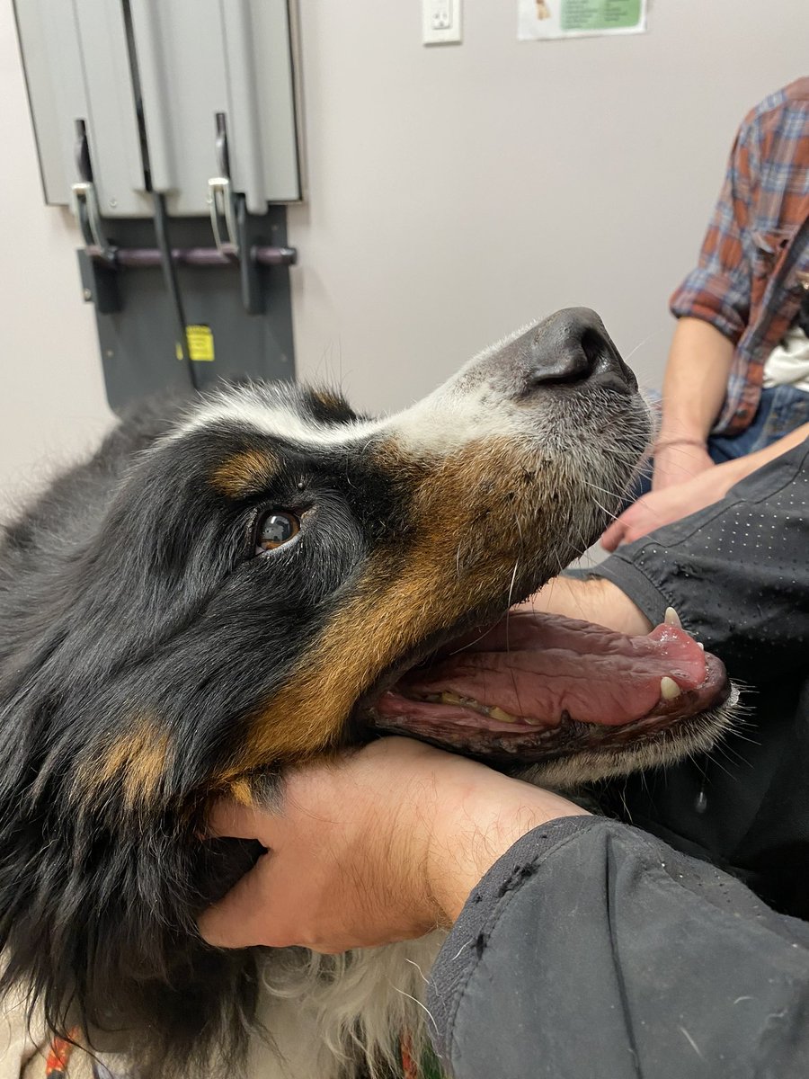Bunsen did great over night.
Being at the vet hospital isn’t the most fun place for him, and he’s pretty stressed, but it’s the right place for him to be after major surgery.
The vet team is assessing him today and if he remains stable, he will be going home.