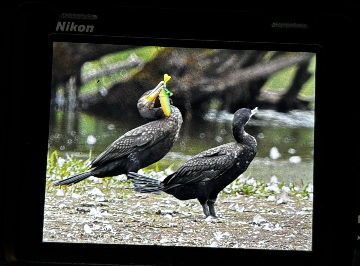 Ever wondered where your lost and discarded #fishing lures end up , well wonder no more . Please do your best to retrieve and take your kit home .