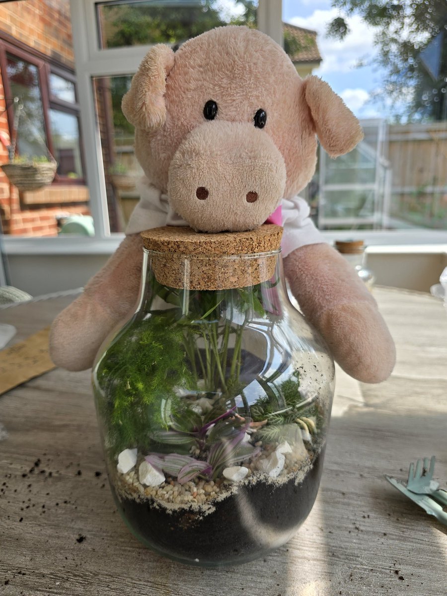 Peragwin1's tweet image. Finished terrarium. *proud ears*