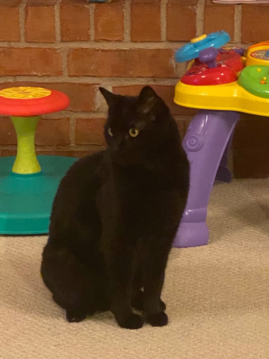 A bit if a jerk, but my beautiful black cat. #BlackCatAppreciationDay