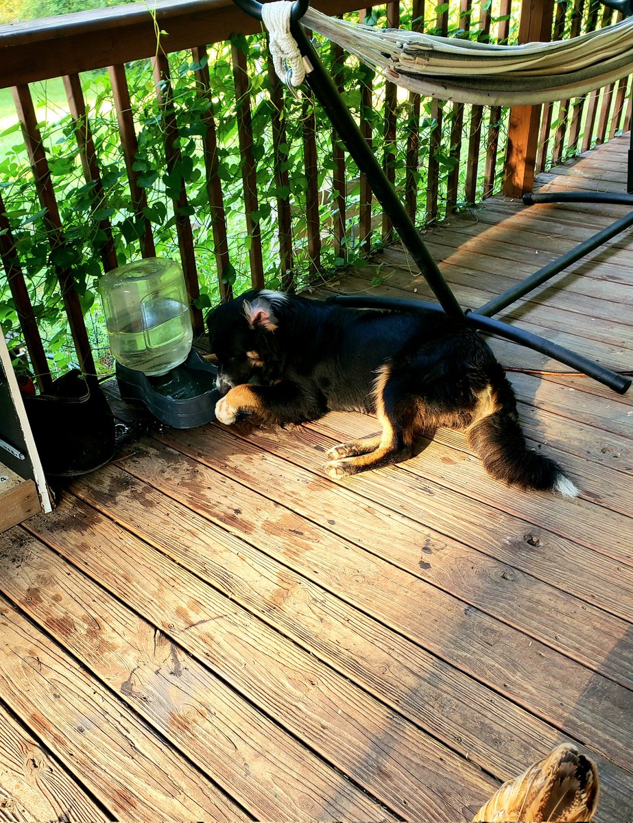 APaige1983's tweet photo. This dude is soooo go go go but when it comes to drinking....
That's when he wants to be lazy ๐คฃ
You should see when he puts his whole face in the water bowl. ๐คฆโโ๏ธ๐
#lazydogs https://t.co/d5UnXOWtLt