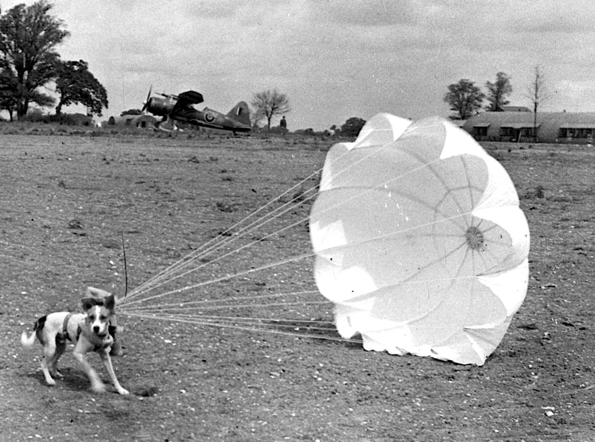 bboomerjourno's tweet photo. #WarDogs —they saved many lives in conflict. In #WWII #USArmy trained dogs to guard #POWs. They'd Parachute w troops in mine-detecting.Huskies await take off from Canadian airfield. Flight medic gets them out of plane to aid downed airman w supplies.#paradogs https://t.co/Vi3y67CK3s