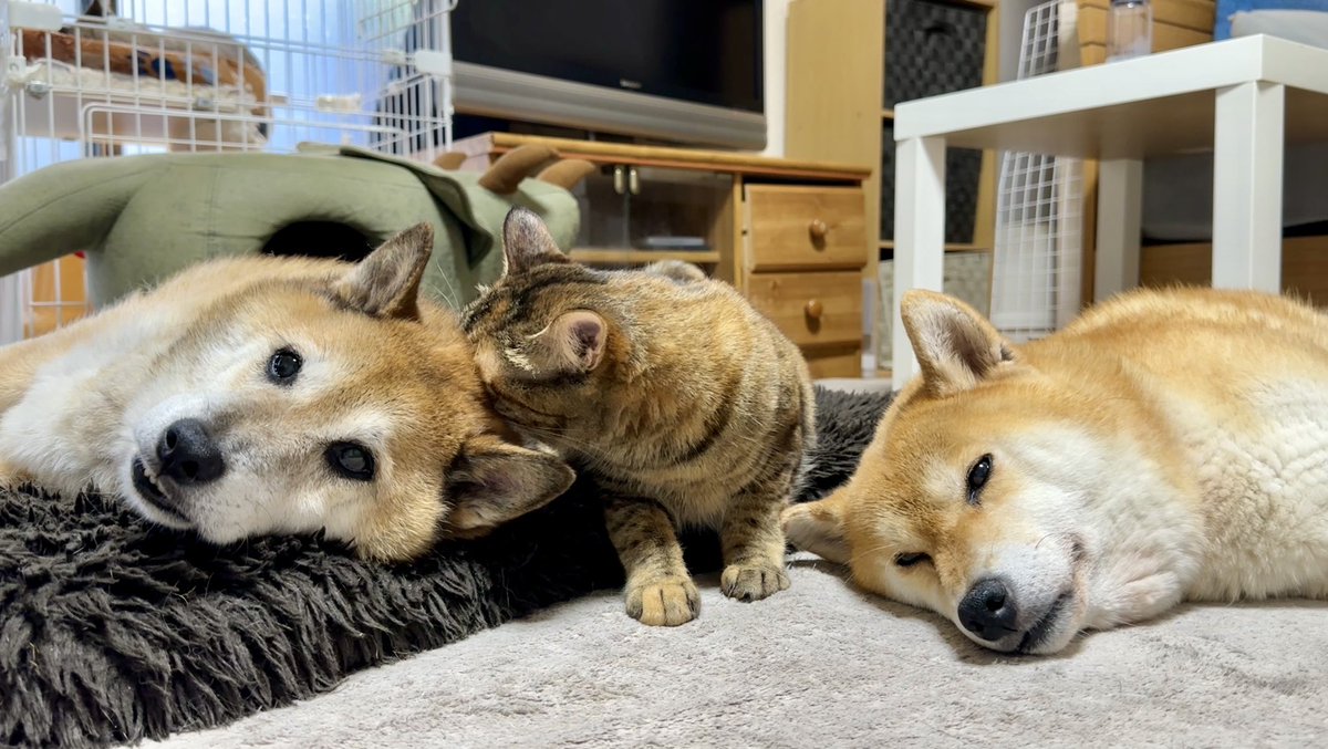 R7rikiriko_cats's tweet photo. 柴犬の頭に顔を埋める猫🐱💕 https://t.co/GGvuHEX9lE