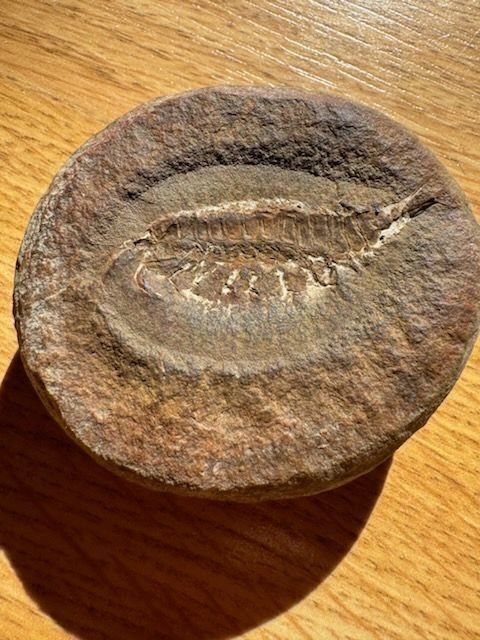 ESCONI's tweet photo. Fossil Friday #226: Acanthotelson stimpsoni from Pit 11 #fossils #paleontology #MazonCreek #FossilFriday #shrimp #pit11 #pennsylvanian
A sweet little syncarid shrimp from Pit 11
https://t.co/ozlbNWDl2b https://t.co/hWhEdHSOBv