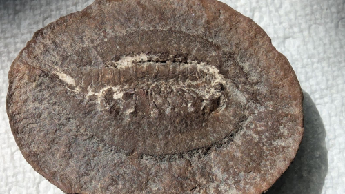ESCONI's tweet photo. Fossil Friday #226: Acanthotelson stimpsoni from Pit 11 #fossils #paleontology #MazonCreek #FossilFriday #shrimp #pit11 #pennsylvanian
A sweet little syncarid shrimp from Pit 11
https://t.co/ozlbNWDl2b https://t.co/hWhEdHSOBv