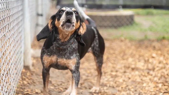 Please #retweet this post! This is an #animal #shelter I volunteer at, they are struggling to stay open. If you are able to donate please help ❤️🙏