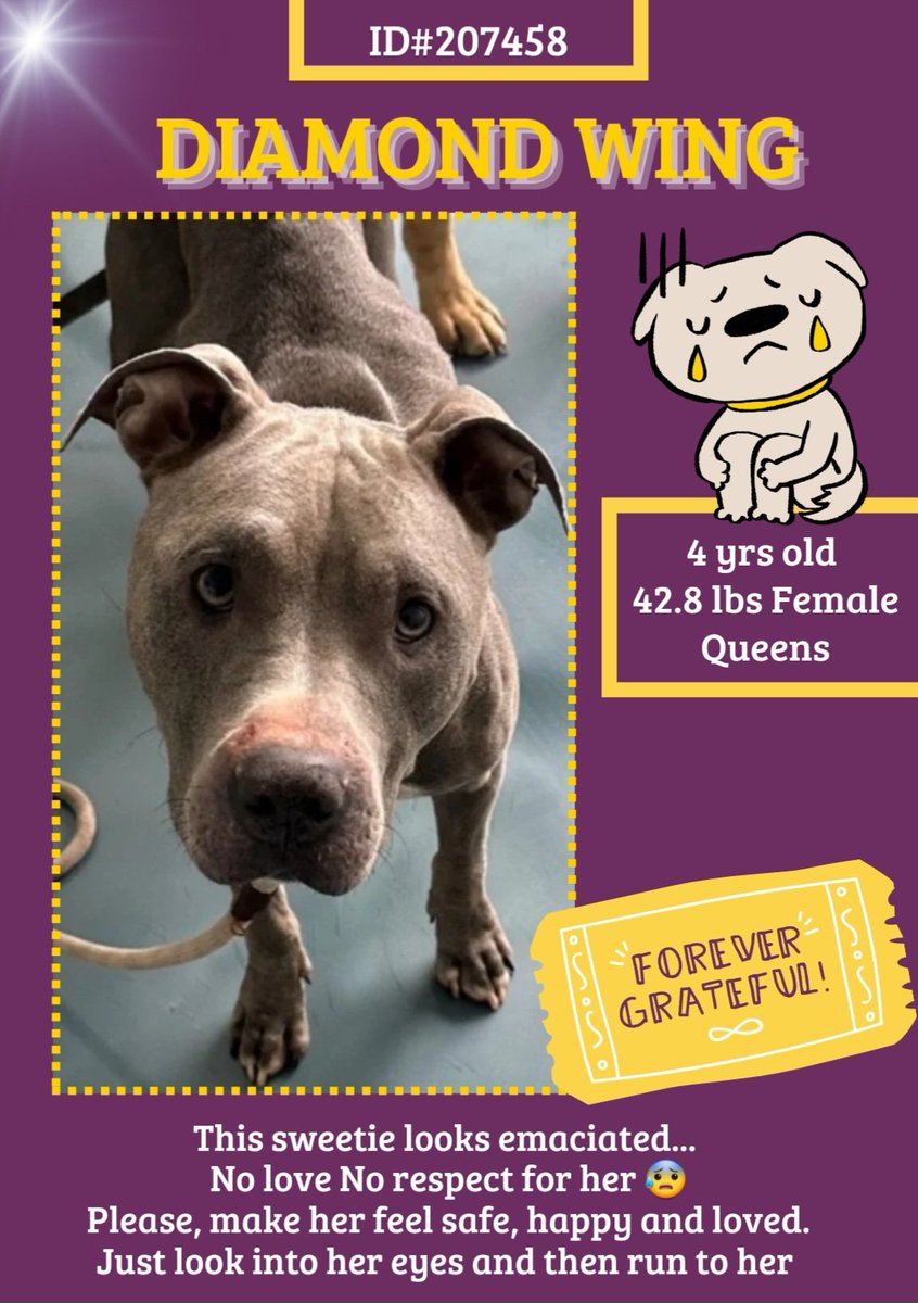 anja_brckner3's tweet photo. This poor neglected #lady arrived new at #NYCACC #Queens and definitely needs lots of #TLC 💜💛
Please let #DiamondWing 's eyes #shine again and give her #hope 🙏🏻 💛💜
#foster #adopt #pledge #rescue
https://t.co/NwIoQADgXc https://t.co/kY9KmQkSRc