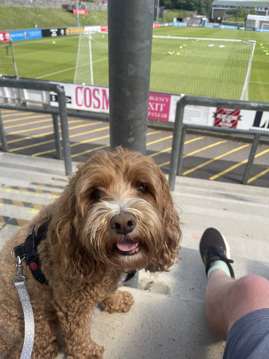 ploddercfc's tweet photo. Part two of his โfunโ day lol off to @LewesFCMen v @hashtagutd sitting patiently for them to warm up. Thankfully under cover as a glorious day! #dogsatfootball #rio https://t.co/VUF49y0Yz5