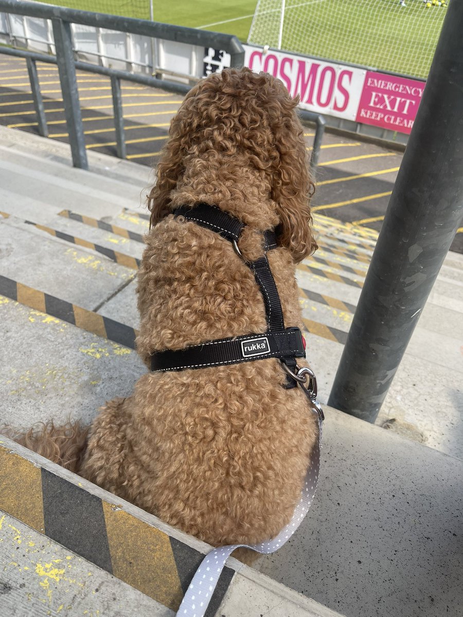 ploddercfc's tweet photo. Part two of his โfunโ day lol off to @LewesFCMen v @hashtagutd sitting patiently for them to warm up. Thankfully under cover as a glorious day! #dogsatfootball #rio https://t.co/VUF49y0Yz5