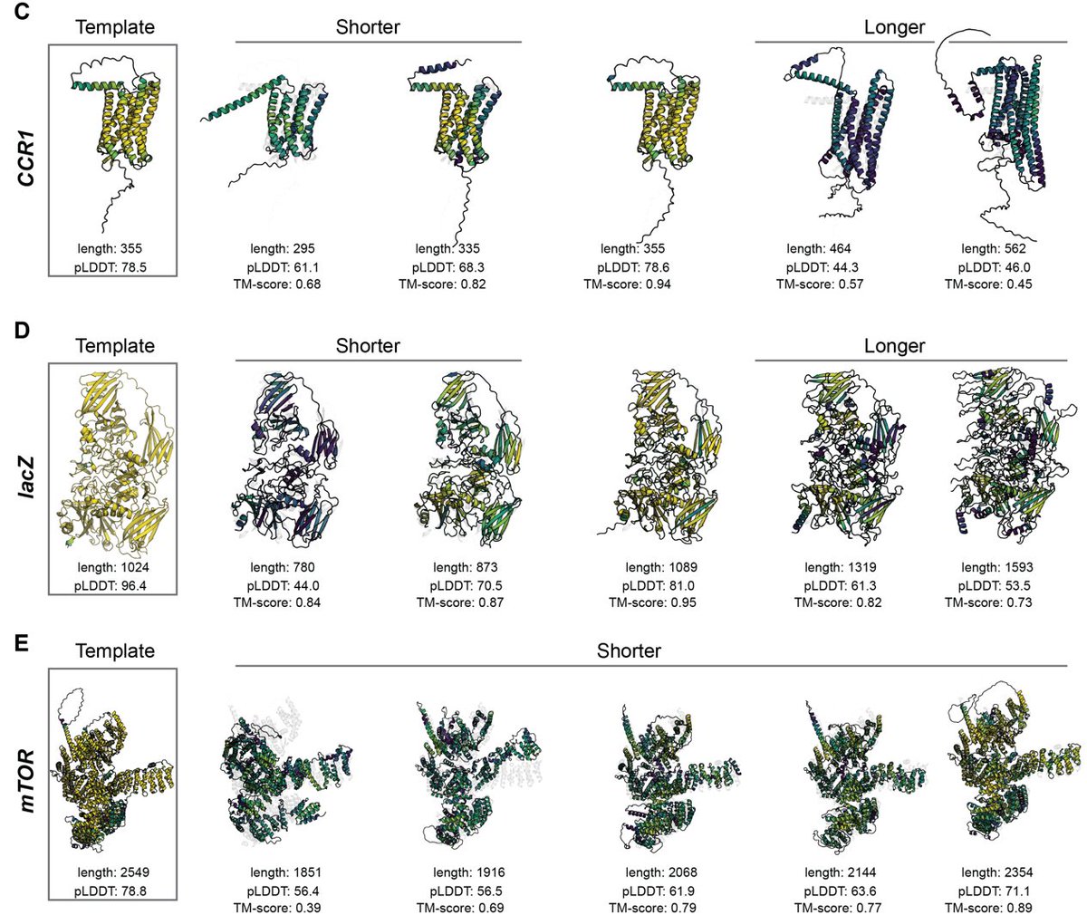 De novo protein design is great, but nature has millions of proteins- why not repurpose them? 

Introducing Raygun, a new approach to protein design. It allows you to miniaturize, magnify or modify any protein. We synthesized miniaturized variants of eGFP and mCherry! 1/
