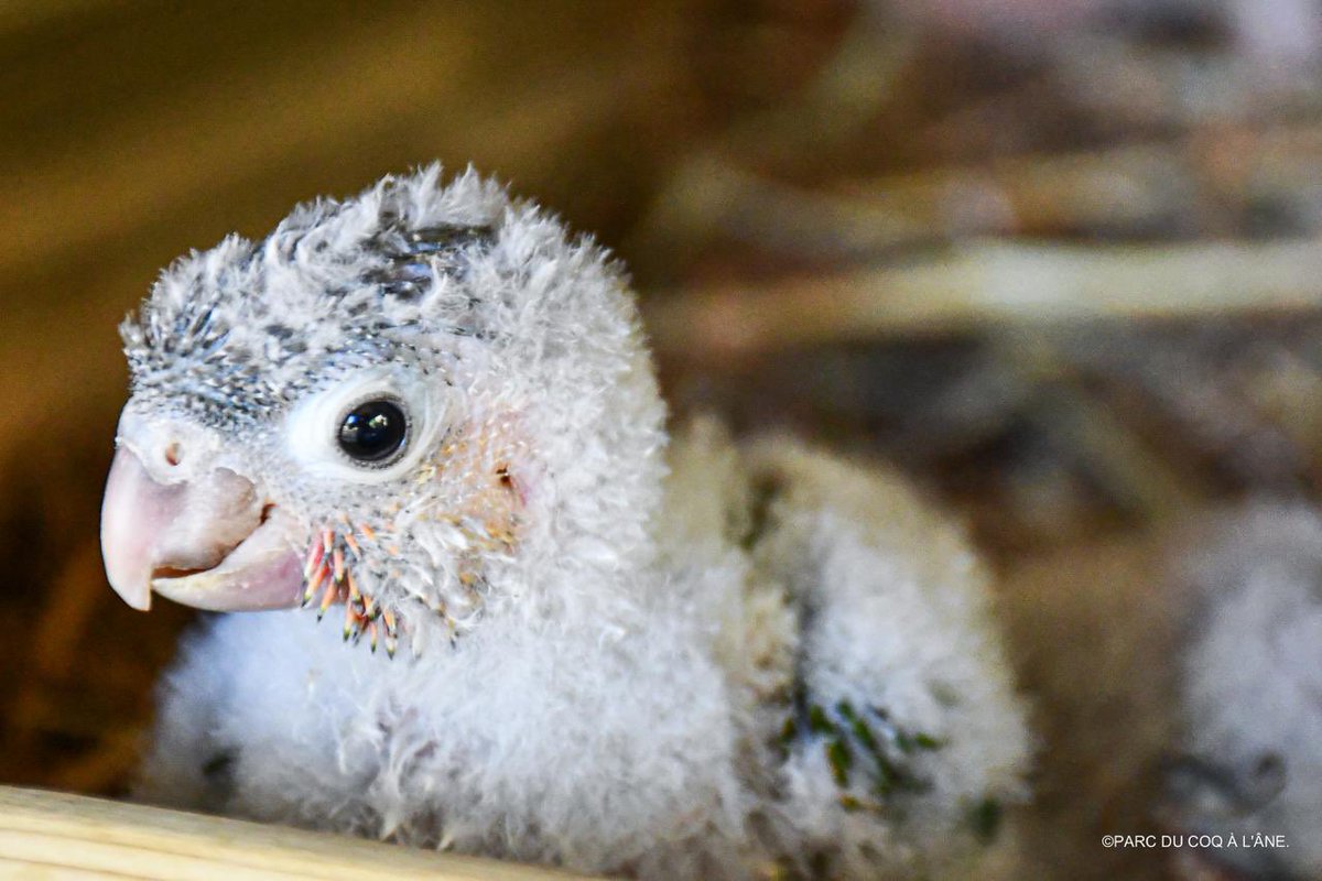 Parc Du Coq à l'Âne tweet media