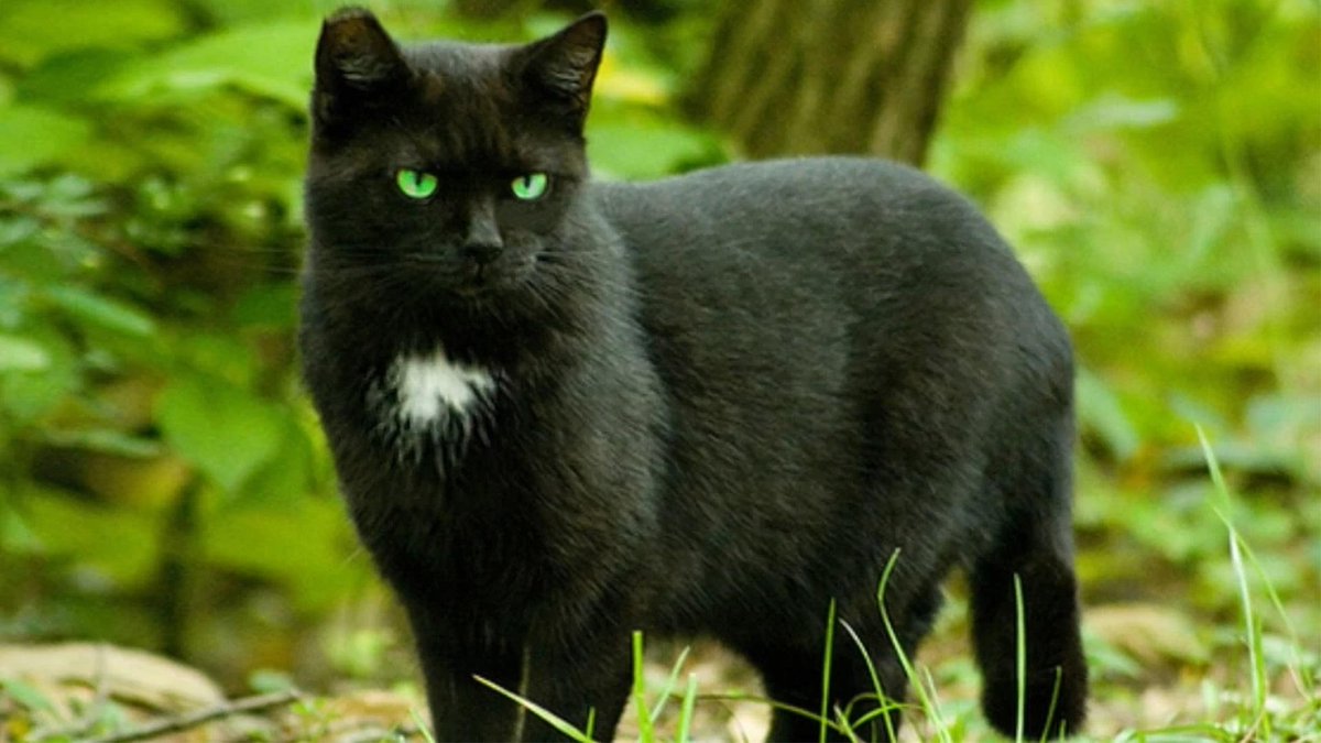 NiftyBuckles's tweet photo. Celebrate #BlackCatAppreciationDay 🧡🐈⬛ with the elusive #CatSith, the King of Cats from #Celticfolklore
🎃On Samhain, it would visit farms, to snatch milk from cows. To ward off this mischief, people would leave out saucers of milk as an offering to avoid its curse. 🥛🐈⬛ https://t.co/mfASTRSNsh