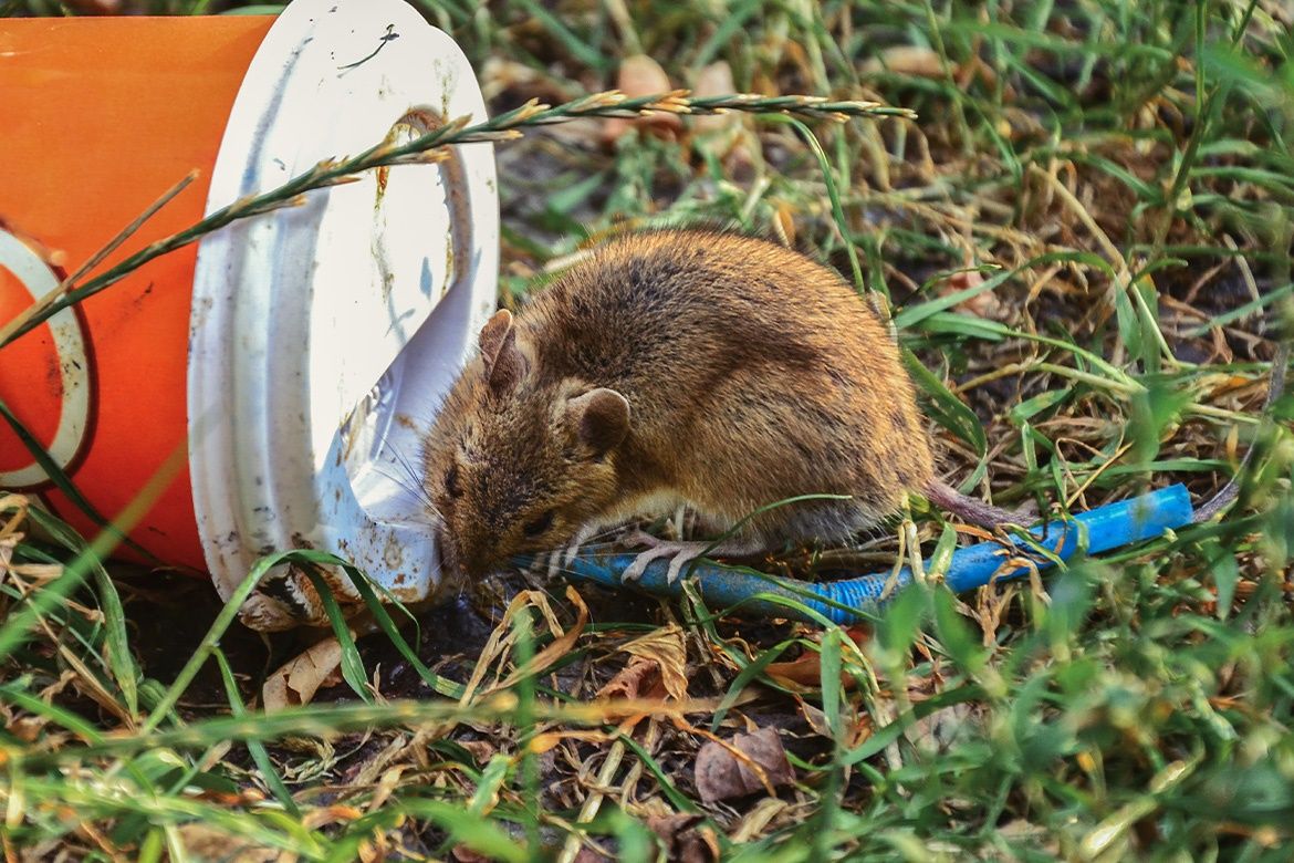 britpestcontrol's tweet image. DYK: 🎓 You can study for your BPCA/RSPH Level 2 Award in Pest Management online?

60 hours of learning covering the whole syllabus. 

Learn more or BOOK: buff.ly/4fz3dS6 

#StartingOut #PestControl #Training