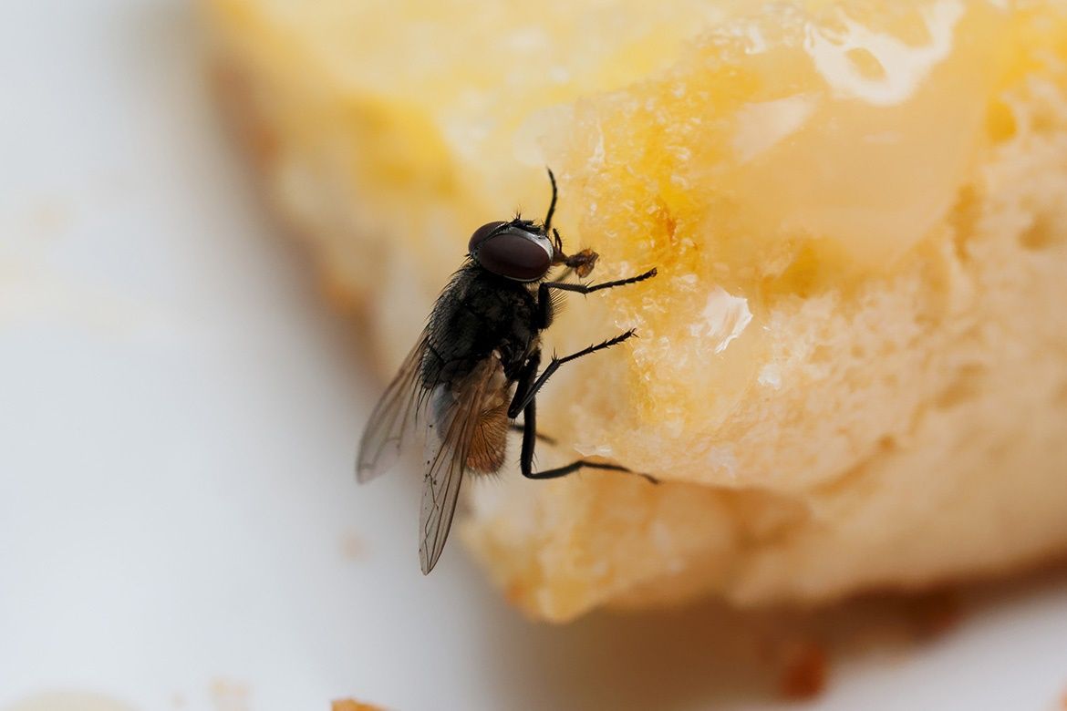 britpestcontrol's tweet image. DYK: 🎓 You can study for your BPCA/RSPH Level 2 Award in Pest Management online?

60 hours of learning covering the whole syllabus. 

Learn more or BOOK: buff.ly/4fz3dS6 

#StartingOut #PestControl #Training