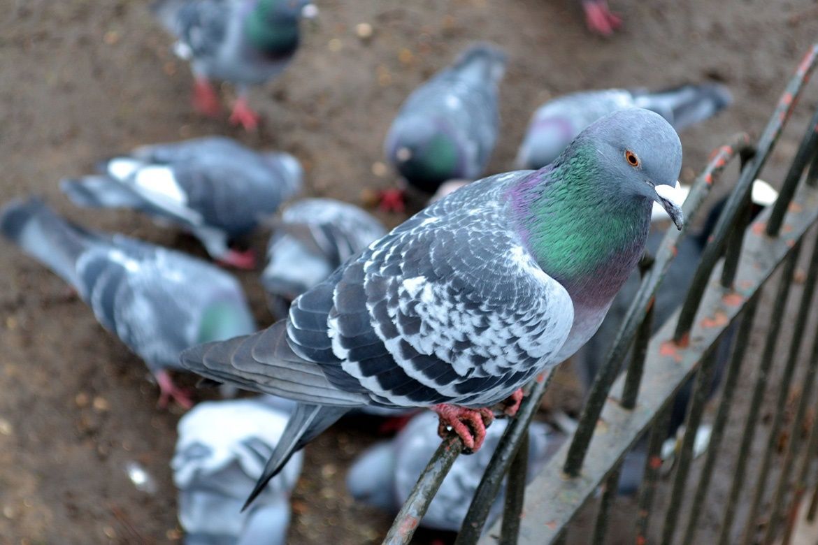 britpestcontrol's tweet image. DYK: 🎓 You can study for your BPCA/RSPH Level 2 Award in Pest Management online?

60 hours of learning covering the whole syllabus. 

Learn more or BOOK: buff.ly/4fz3dS6 

#StartingOut #PestControl #Training