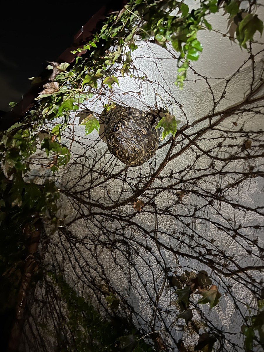 beehunterguy's tweet photo. ご予約いただければ夜間の作業にも対応いたします。 https://t.co/Oi3gqrZEt1
