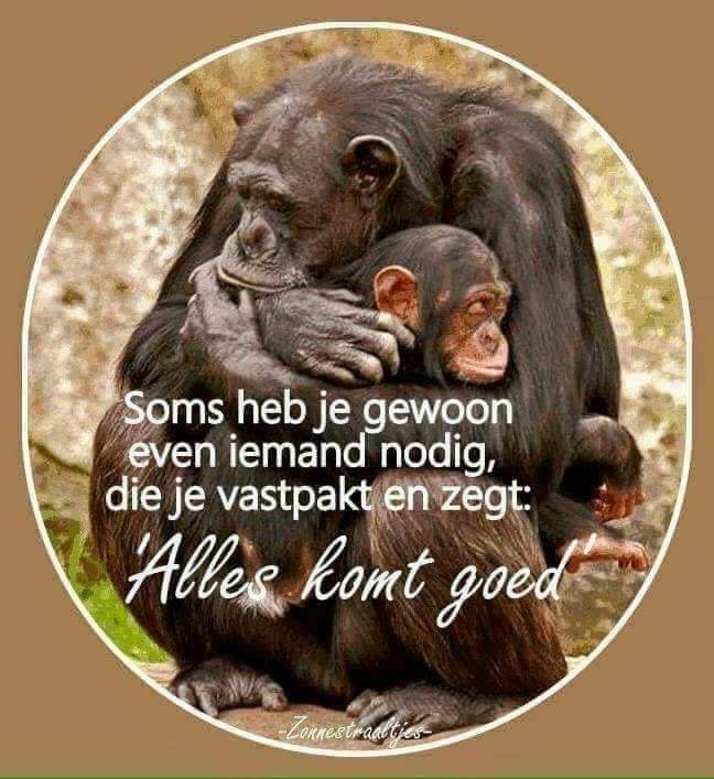 Brabantsaapje's tweet image. #BETERSCHAP!!