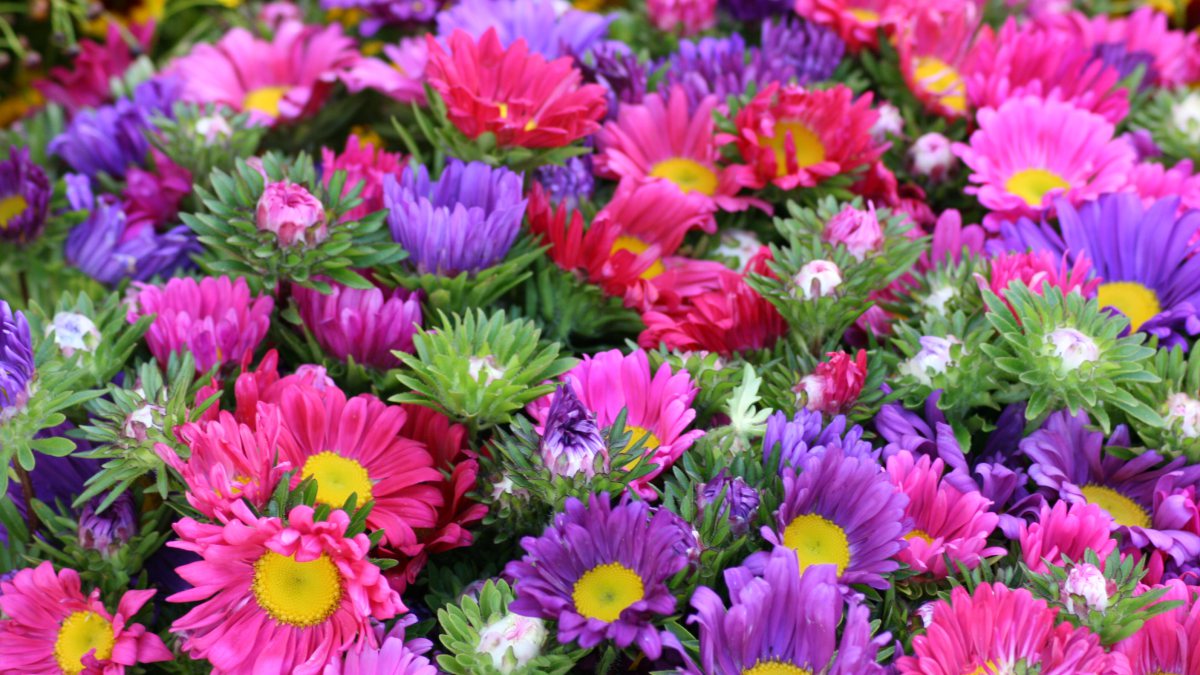 Brabantsaapje's tweet image. #BETERSCHAP!!