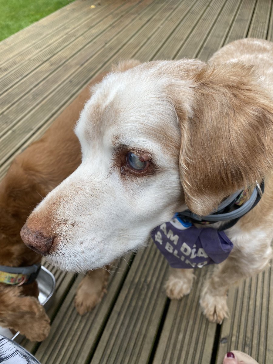 SpanielsSuper's tweet photo. Bat?
Yes Ronnie?
Mum has put something on the table, I think it’s #TabletQueue time? Can you see what it is?
Can’t you smell it Ronnie?
No! 🙄That’s why I want you to look?
I think it might be chicken Ronnie
#Mmmmm #HopingForChicken https://t.co/guYrQMRefL