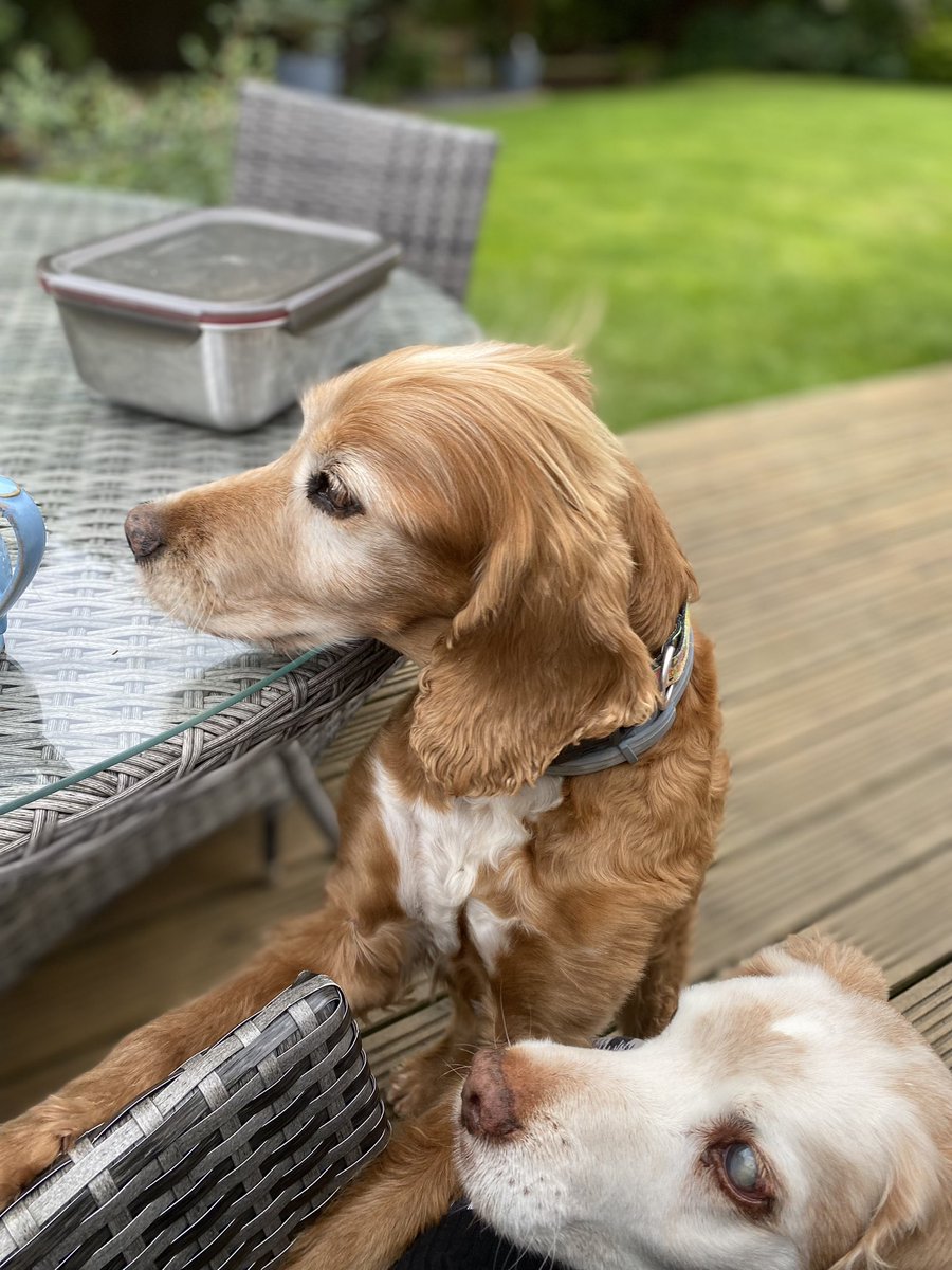 SpanielsSuper's tweet photo. Bat?
Yes Ronnie?
Mum has put something on the table, I think it’s #TabletQueue time? Can you see what it is?
Can’t you smell it Ronnie?
No! 🙄That’s why I want you to look?
I think it might be chicken Ronnie
#Mmmmm #HopingForChicken https://t.co/guYrQMRefL