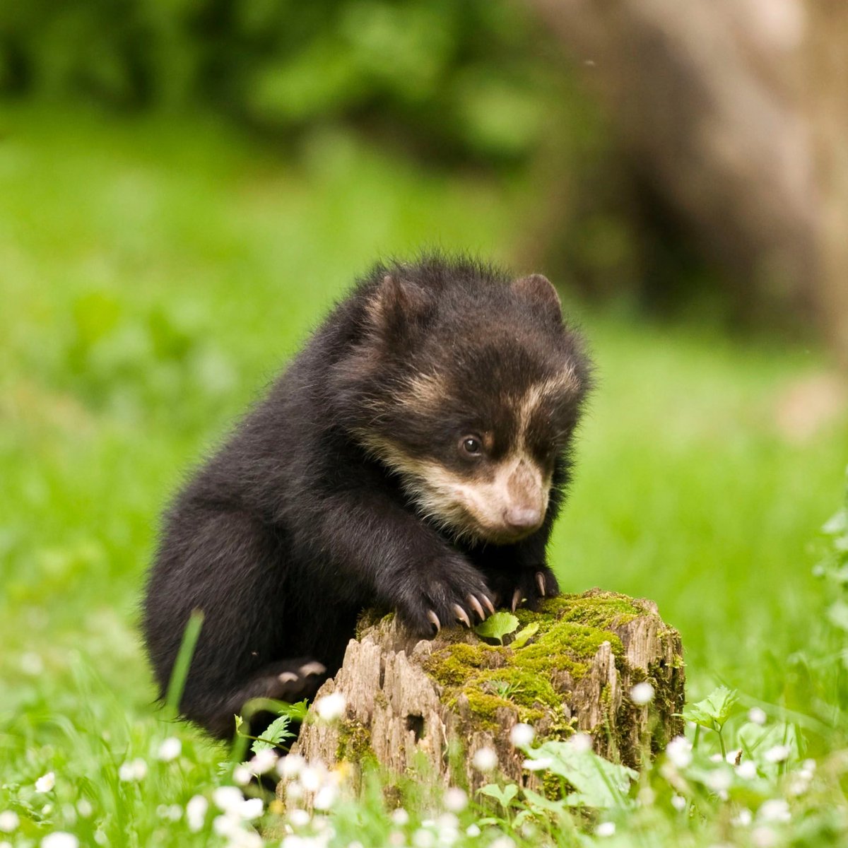 BearPosting's tweet image. 